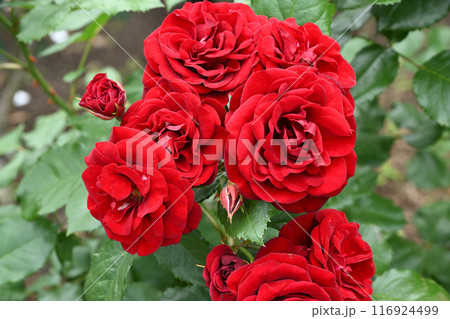 ラバグルート・バラ 116924499