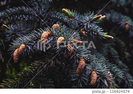 Dark green saturated spruce branches fir with cones,needles 116924874