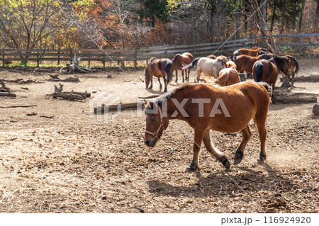 木曽馬 木曽馬 116924920
