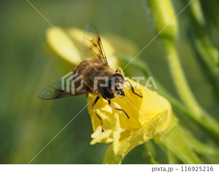 ハナアブとマツヨイグサ 116925216