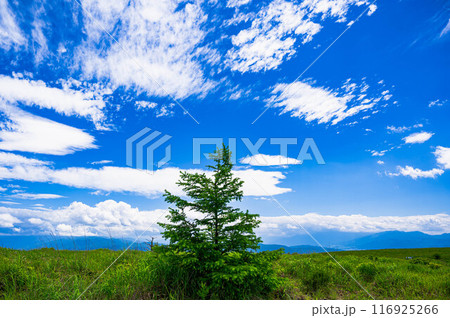 夏の青空と一本の木 夏の青空と一本の木 116925266