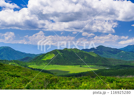 夏の霧ヶ峰高原　八島湿原 116925280