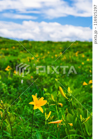 夏の高原に咲くニッコウキスゲ 116925297