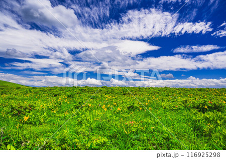霧ヶ峰　花咲くニッコウキスゲと夏空 116925298