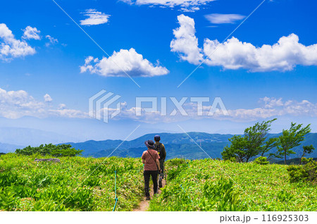 霧ヶ峰　草原トレッキング 116925303