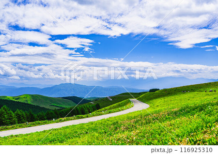 高原地帯に走るビーナスライン 116925310