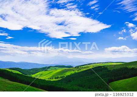 夏の霧ヶ峰高原 夏の霧ヶ峰高原 116925312