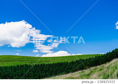 夏の霧ヶ峰高原　 116925315