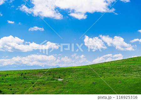 夏の霧ヶ峰高原 116925316
