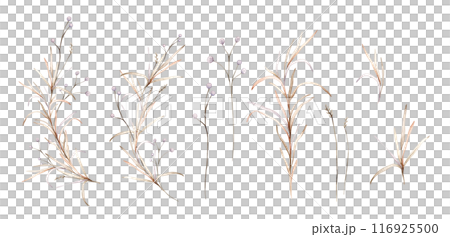 Set of light round violet flowers. Watercolor hand painting illustration on isolated background. Clipart of flowers with herbs and dried branches. Botanical floral autumn composition pastel color. Set of light round violet flowers. Watercolor hand painting illustration on isolated background. Clipart of flowers with herbs and dried branches. Botanical floral autumn composition pastel color. 116925500