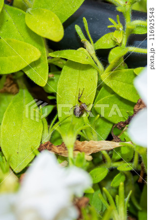 Small spider in a bush leaf 116925548