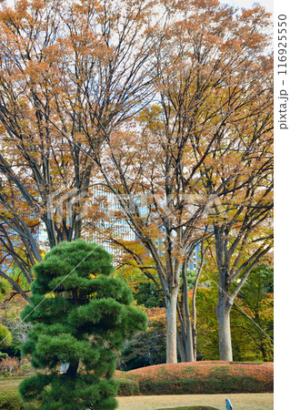 皇居東御苑 美しい庭園(東京都千代田区) 皇居東御苑 美しい庭園(東京都千代田区) 116925550