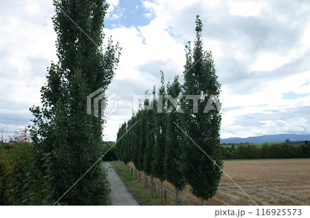 並木道の風景_美瑛 並木道の風景_美瑛 116925573
