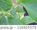 紫陽花の葉にとまるアマガエル 116925579