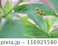 紫陽花の葉にとまるアマガエル 116925580