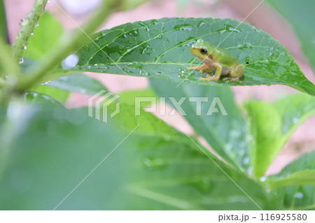 紫陽花の葉にとまるアマガエル 116925580