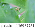 紫陽花の葉にとまるアマガエル 116925581