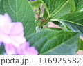 紫陽花の葉にとまるアマガエル 116925582
