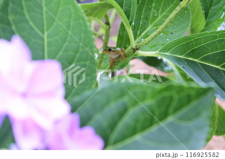 紫陽花の葉にとまるアマガエル 116925582