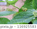紫陽花の葉にとまるアマガエル 116925583