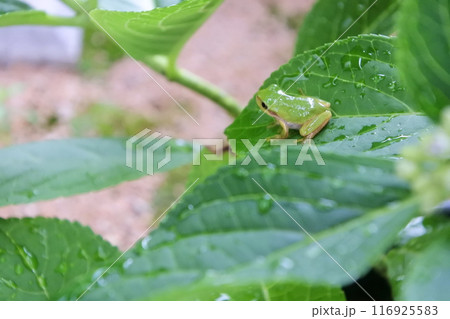 紫陽花の葉にとまるアマガエル 紫陽花の葉にとまるアマガエル 116925583