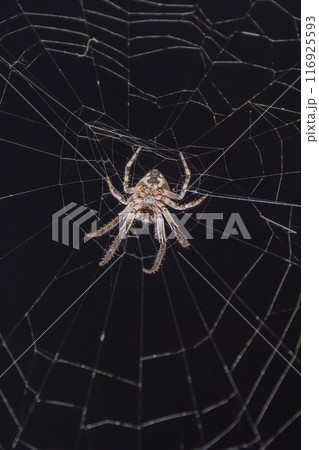 Spider in the web in the rays of night light Spider in the web in the rays of night light 116925593
