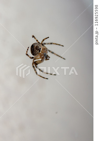 Spider in the web in the rays of night light Spider in the web in the rays of night light 116925598