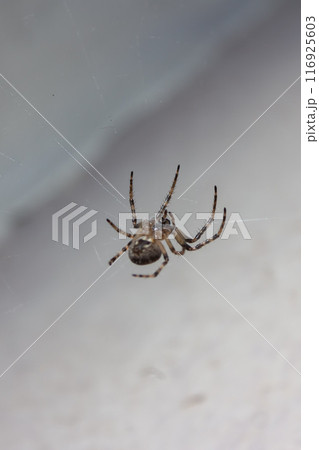 Spider in the web in the rays of night light 116925603