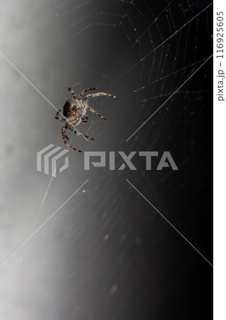 Spider in the web in the rays of night light Spider in the web in the rays of night light 116925605
