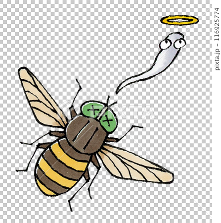 死んだアブ 死んだアブ 116925774