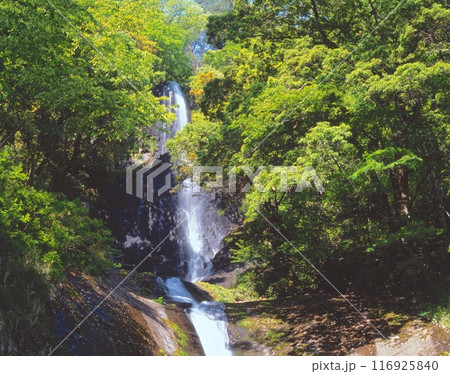新緑深まる「日本の滝百選」猿尾滝 「氷ノ山後山那岐山国定公園」 116925840