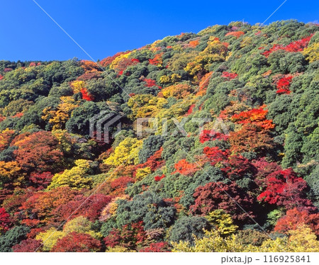 箕面公園/明治の森箕面国定公園、箕面山に広がる紅葉 大阪府箕面市 116925841