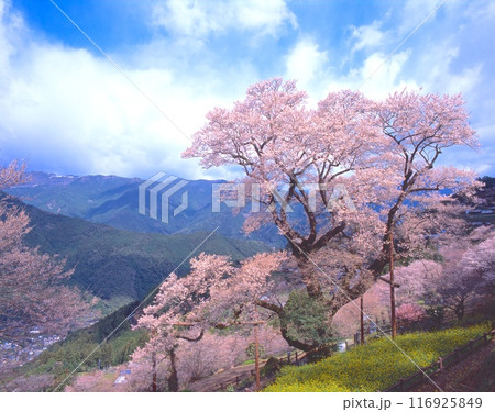 ひょうたん桜「県指定天然記念物」（樹齢約500年、樹高21m、根元廻り6m) 116925849