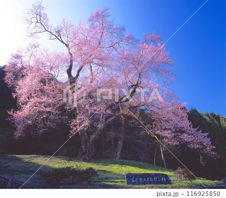 吉良のエドヒガン桜「県指定天然記念物」（樹齢約400年、樹高20m、幹周り4.5m) 116925850