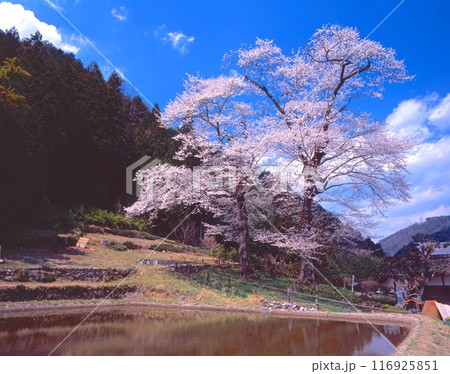 下呂温泉苗代桜「県指定天然記念物」（樹齢約400年、樹高30mと25m、目通り周囲4mと3mの2本) 116925851