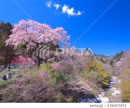 黒船桜「村指定天然記念物」（樹齢約160年、樹高20m、幹周り4.5m)と新緑の清内路川 116925852