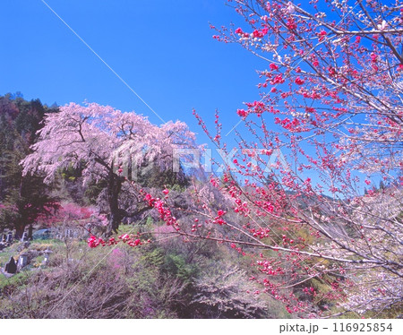 黒船桜「村指定天然記念物」(樹齢約160年、樹高20m、幹周り4.5m)と新緑の清内路川 黒船桜「村指定天然記念物」(樹齢約160年、樹高20m、幹周り4.5m)と新緑の清内路川 116925854