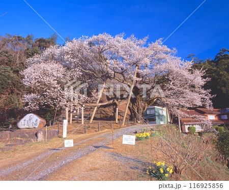 三隅大平桜「国指定天然記念物」（樹齢約660年、樹高17m、幹周り5.38m、枝振り東西24m,南北 116925856
