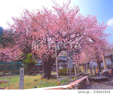 黒田百年桜（一重八重が一緒に咲く珍しいヤマザクラの変種）（樹齢約100年) 京都府京都市右京区京北宮 116925858