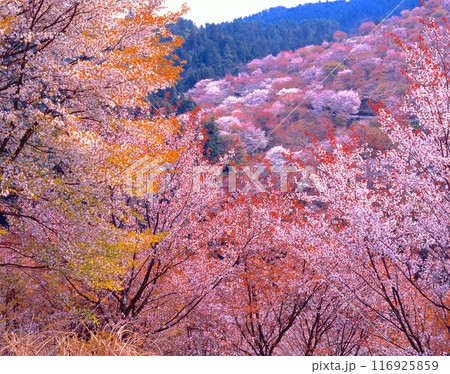 吉野山千本桜（花矢倉より中千本と上千本を展望）「世界文化遺産/紀伊山地の霊場と参詣道」「 116925859
