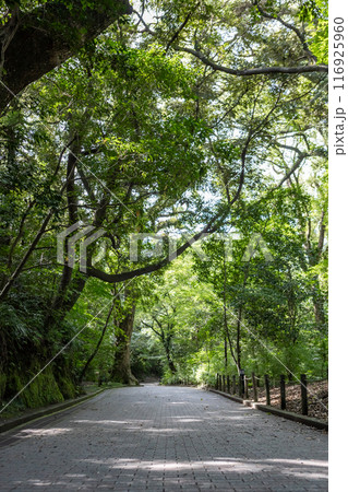 鹿児島市の城山展望所へと続く林道 116925960