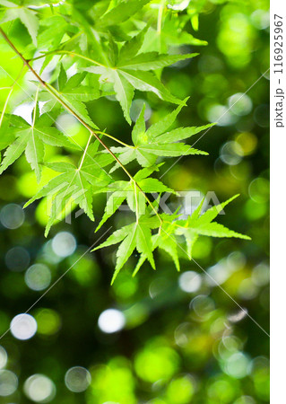 爽やかな新緑 116925967