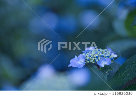 梅雨の雨に濡れたガクアジサイ 梅雨の雨に濡れたガクアジサイ 116926030