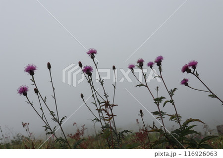 霧の中の八方尾根で並んで咲いているタムラソウ 116926063