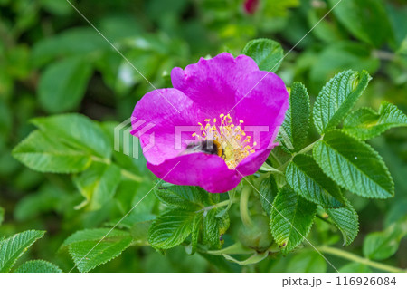 Beauty of a bumblebee pollinating a flower on a sunny day  116926084