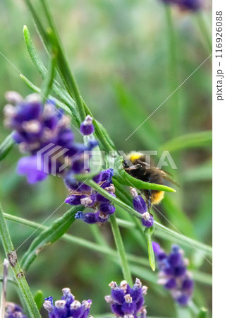 Beauty of a bumblebee pollinating a flower on a sunny day  116926088
