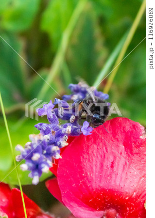 Beauty of a bumblebee pollinating a flower on a sunny day Beauty of a bumblebee pollinating a flower on a sunny day 116926089