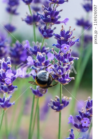 Beauty of a bumblebee pollinating a flower on a sunny day  116926097