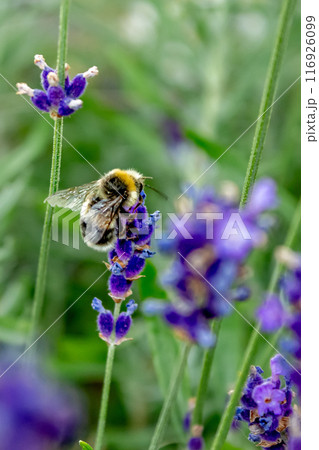 Beauty of a bumblebee pollinating a flower on a sunny day  116926099