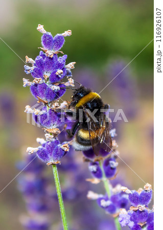 Beauty of a bumblebee pollinating a flower on a sunny day  116926107